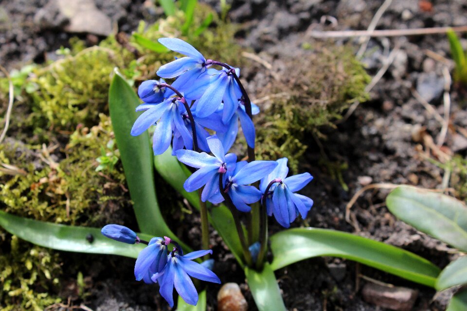 Blue nature plant