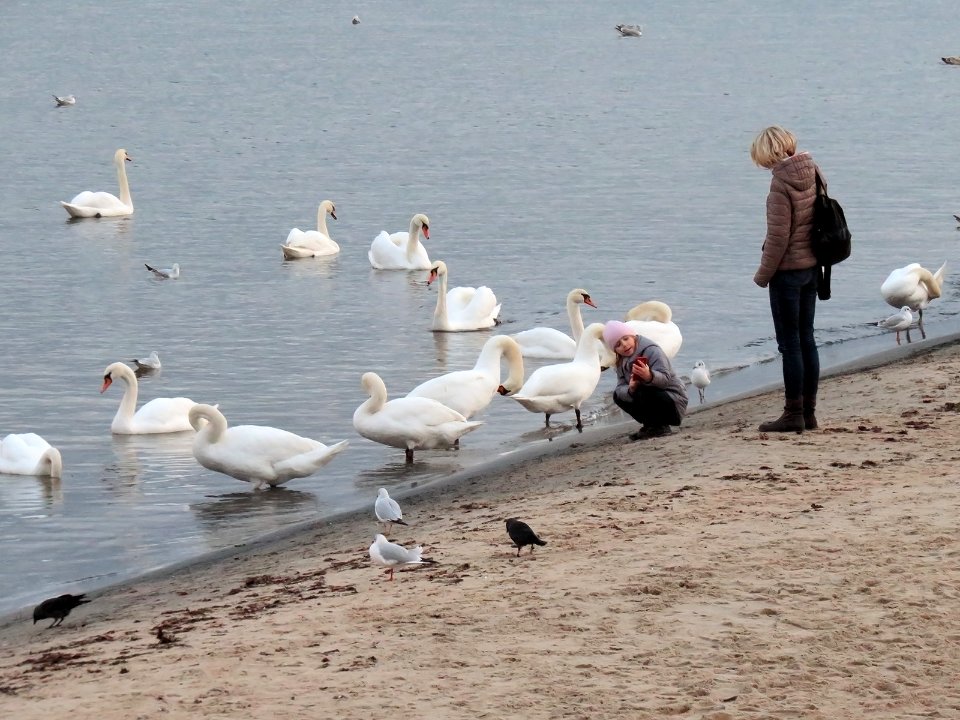 Cygnus olor in Sopot beach 04