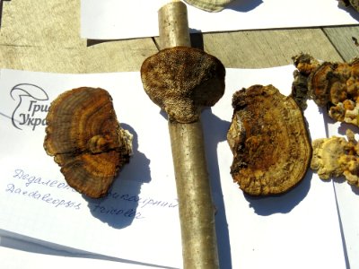 Daedaleopsis tricolor Kiev1