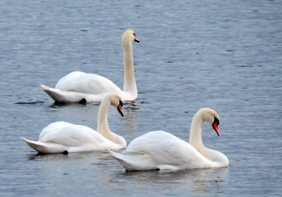Cygnus olor in Sopot beach 05