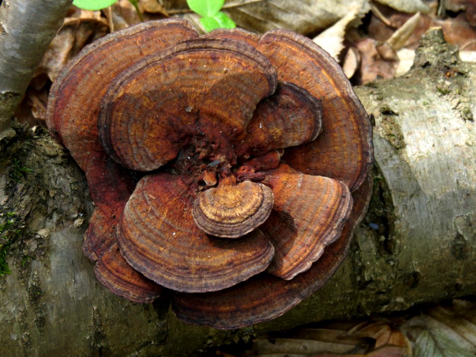 Daedaleopsis tricolor Kiev5