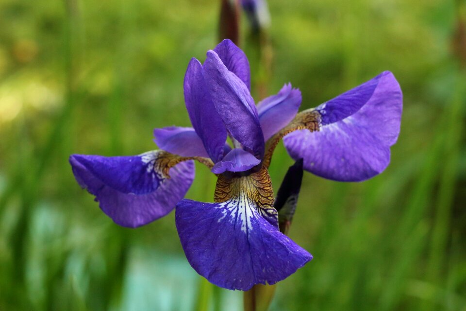 Flower no one summer