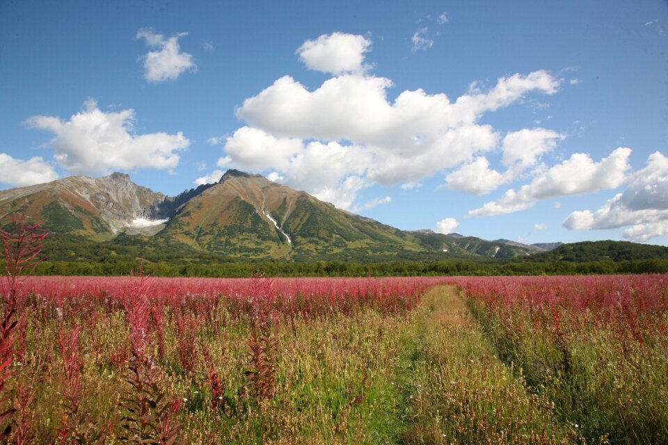 Grass fireweed flowers