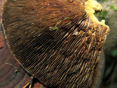 Daedaleopsis tricolor Kiev4