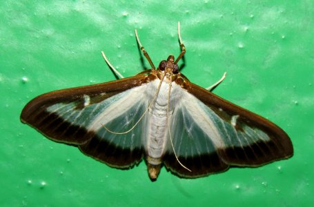 Cydalima perspectalis Kiev1
