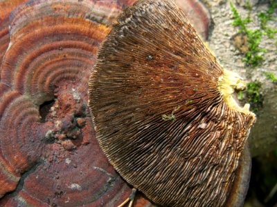 Daedaleopsis tricolor Kiev3
