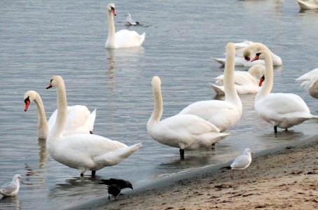 Cygnus olor in Sopot beach 06