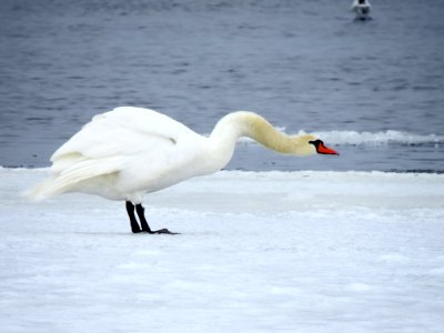 Cygnus olor Muromets island1