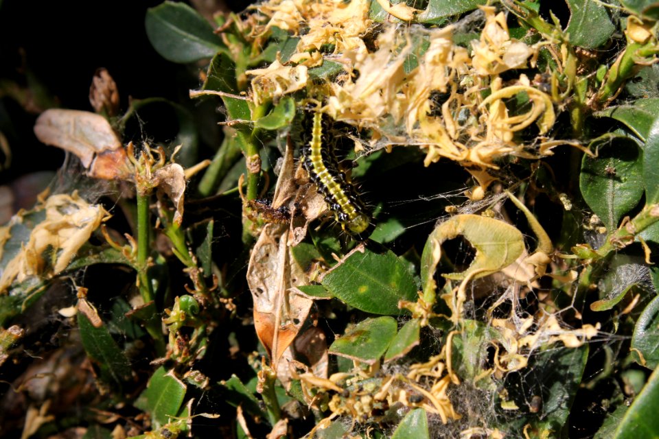 Cydalima perspectalis6638