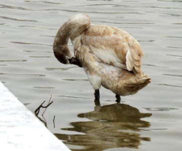 Cygnus olor Kraków 02