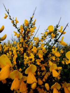 Cytisus scoparius, dans le Cantal