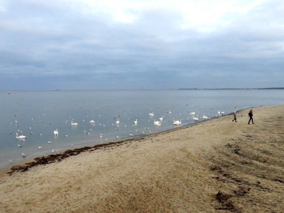 Cygnus olor in Sopot beach 01