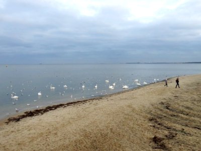 Cygnus olor in Sopot beach 01