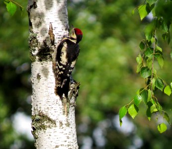 Dendrocopos major, juvenile, Kiev