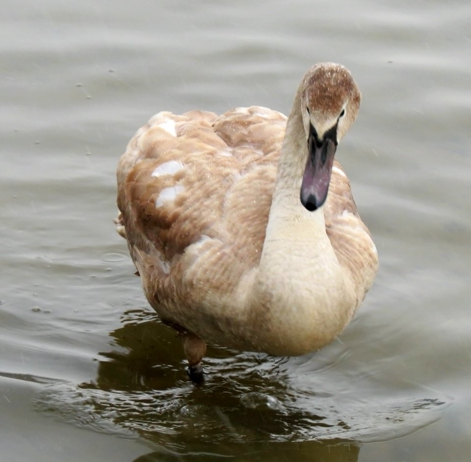 Cygnus olor Kraków 01