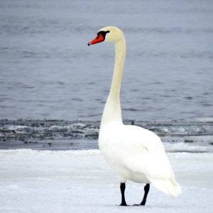 Cygnus olor Muromets island3