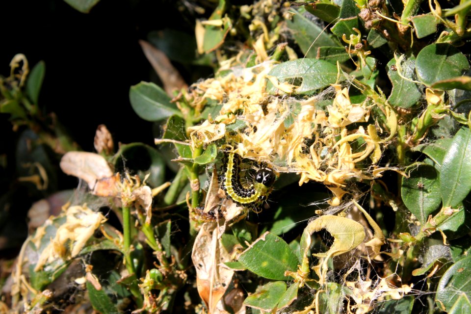 Cydalima perspectalis6631