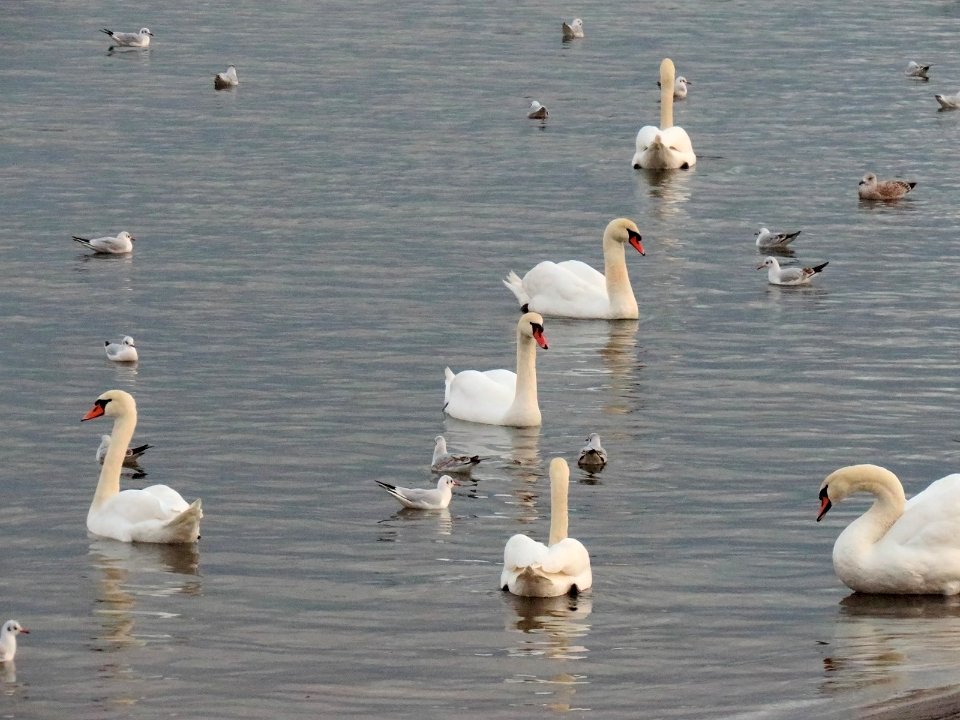 Cygnus olor in Sopot beach 02