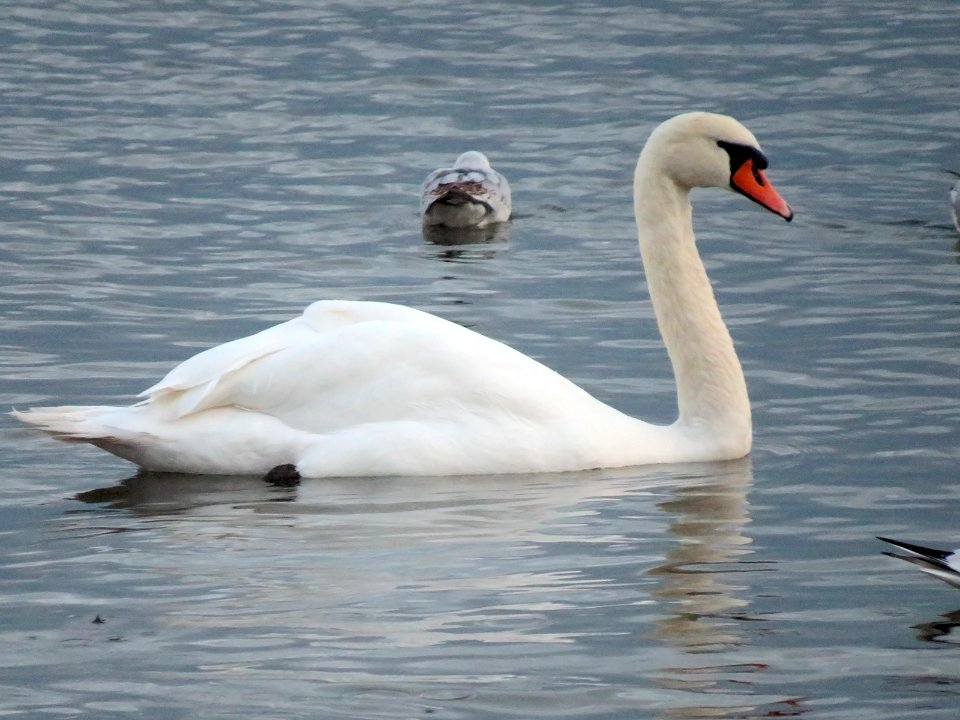 Cygnus olor in Sopot beach 03