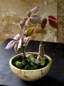Cyphostemma adenopodum bonsai