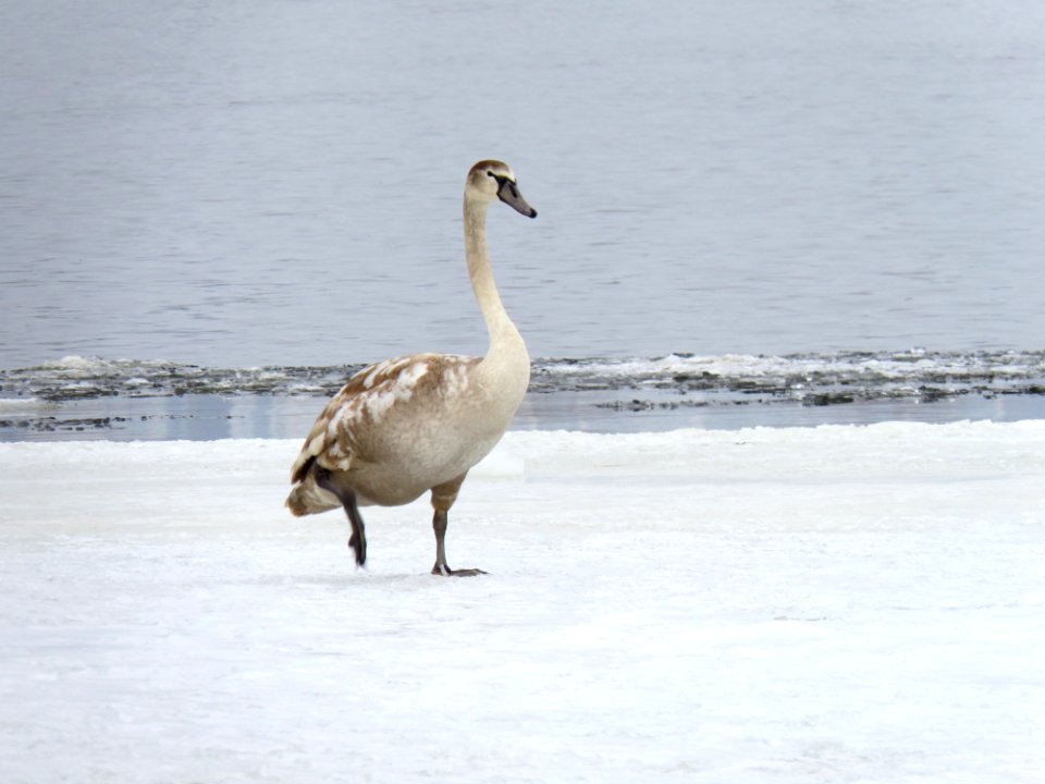 Cygnus olor Muromets island7