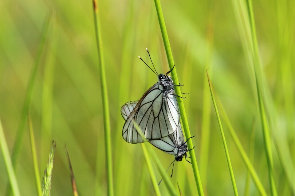 Summer grass wing