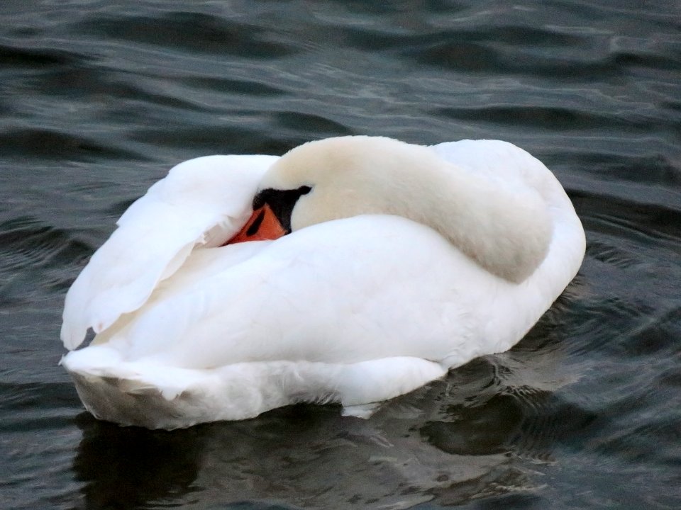 Cygnus olor in Sopot beach 07
