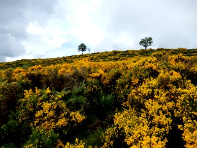 Cytisus scoparius Cantal.jpg 