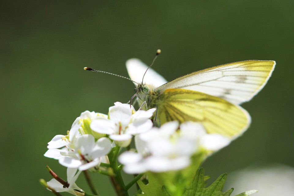 Flower insect macro