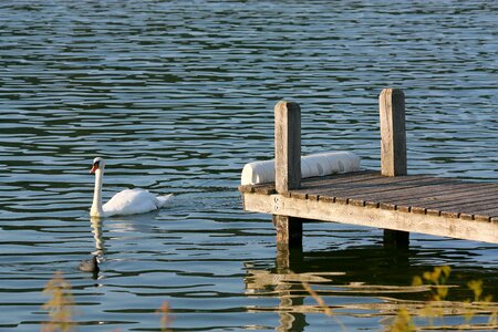 Duck bank boardwalk