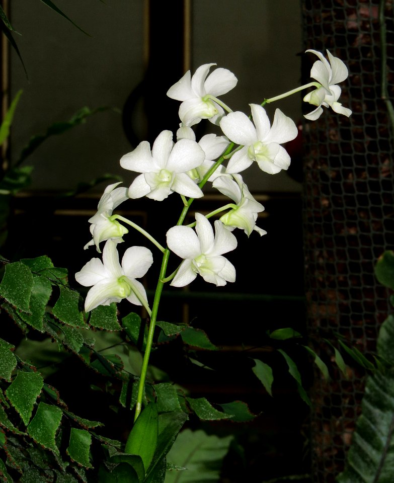 Dendrobium phalaenopsis Kiev