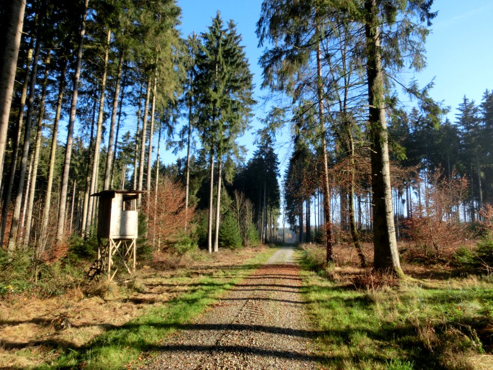 D-BW-SIG-Mengen - Stadtwald Mengen 001