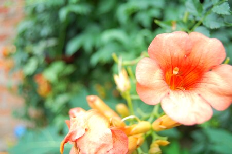 Flower is best