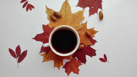 Tea acorns september