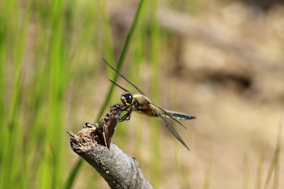 Outdoors grass environment