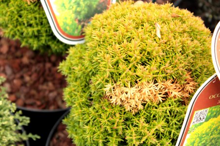 Cryptomeria japonica 11049