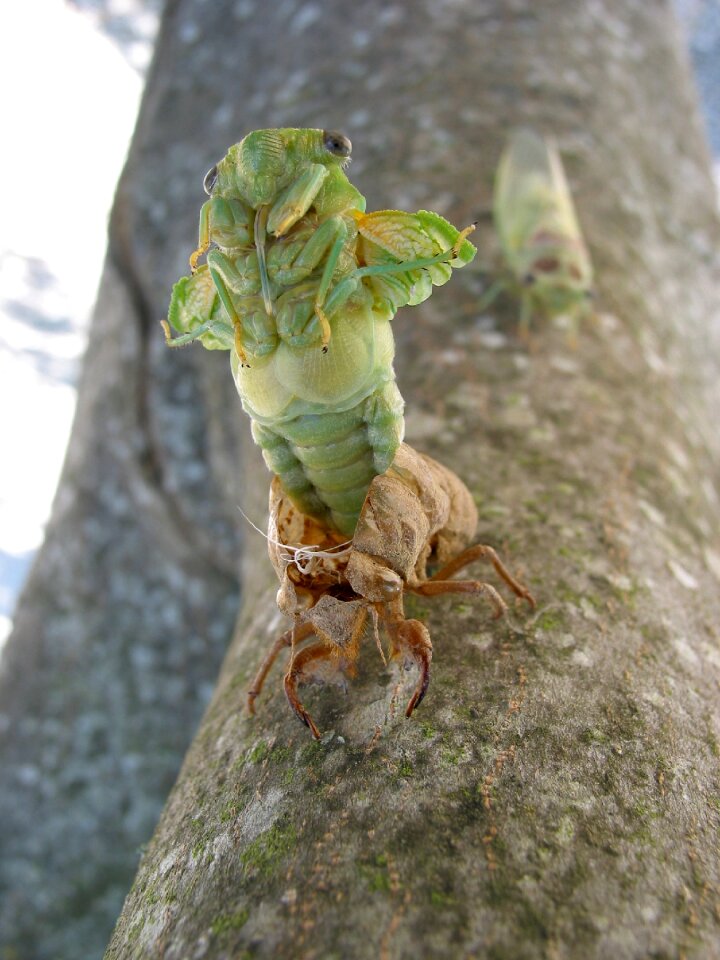 Cicada birth provence