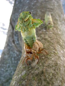 Cicada birth provence