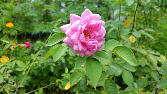 Nectar plant nature