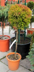 Cryptomeria japonica10618