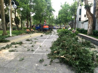Cutted Tree Twigs on Minsheng Park Ground 20160420