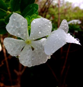 Cute flower with raindrops