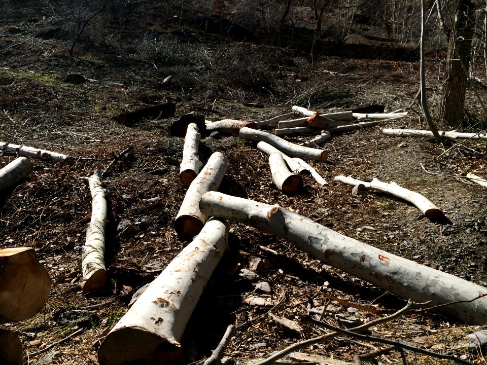 Cut trees for lumber in Kharv - Nishapur - 2014-03-13