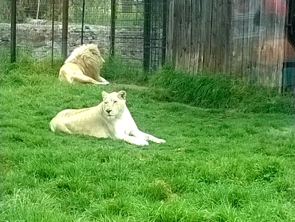 Couple of white lions in captivity