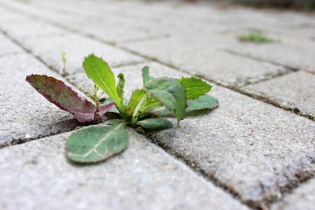 Plant sidewalk overgrown photo