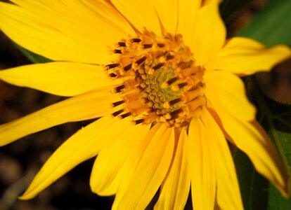 Garden yellow flower flower
