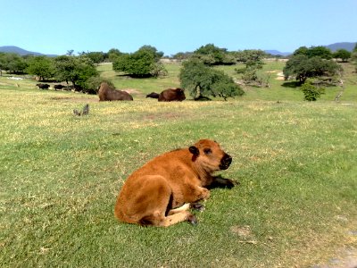 Cría de bóvido recostado en el Zoofari, Cuernavaca, Morelos