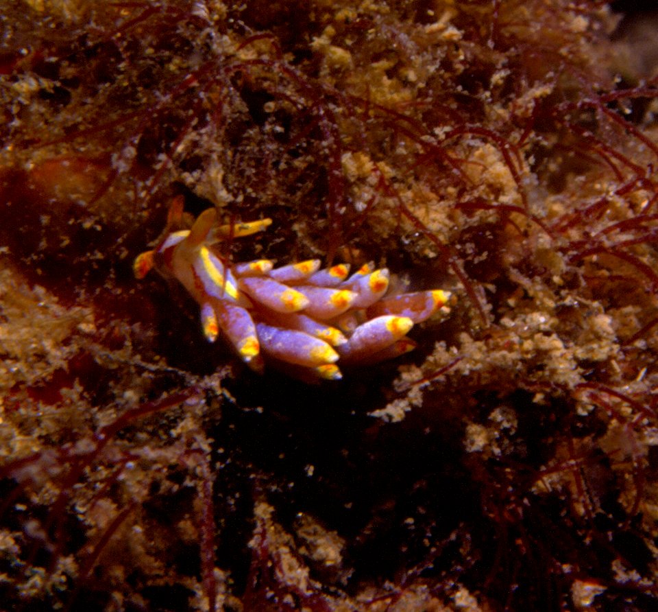 Cuthona genovae (O'Donogue, 1929) 1