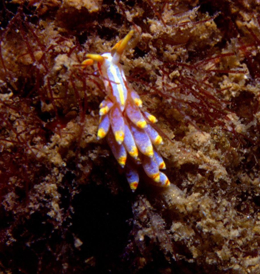 Cuthona genovae (O'Donogue, 1929) 2