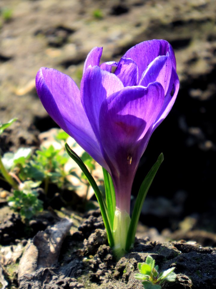 Crocus vernus cv. Kiev2